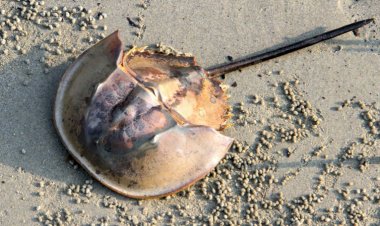 Darah Birunya Dihargai Ratusan Juta Per Liter, Apakah Kepiting Tapal Kuda Dilindungi?