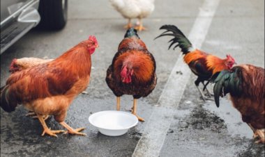 Hukum Menabrak Hewan Ternak di Jalan: Pemilik dan Penabrak Wajib Tahu