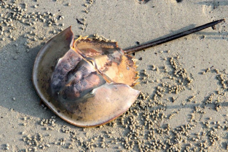 Darah Birunya Dihargai Ratusan Juta Per Liter, Apakah Kepiting Tapal Kuda Dilindungi?