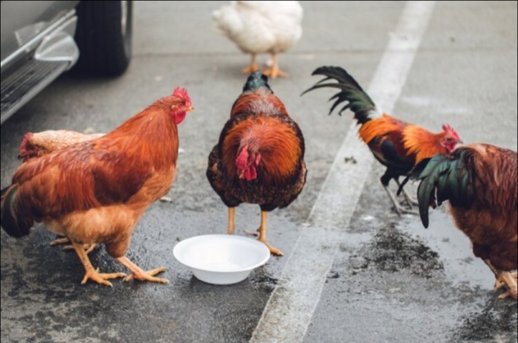 Hukum Menabrak Hewan Ternak di Jalan: Pemilik dan Penabrak Wajib Tahu