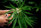 Pasal Pemakai Ganja dalam UU Narkotika