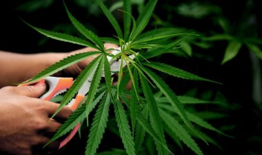 Pasal Pemakai Ganja dalam UU Narkotika