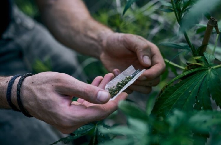 Digolongkan sebagai Narkotika, Ini Alasan Kenapa Ganja Dilarang