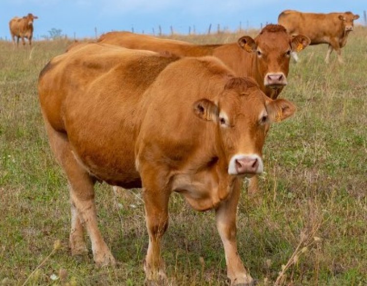 Bisa Diancam Pidana, Apa Hukumnya Menganiaya Hewan